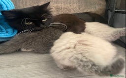 Siberian cats for sale: Siberian Kittens Neva Masquerade White - Image 5