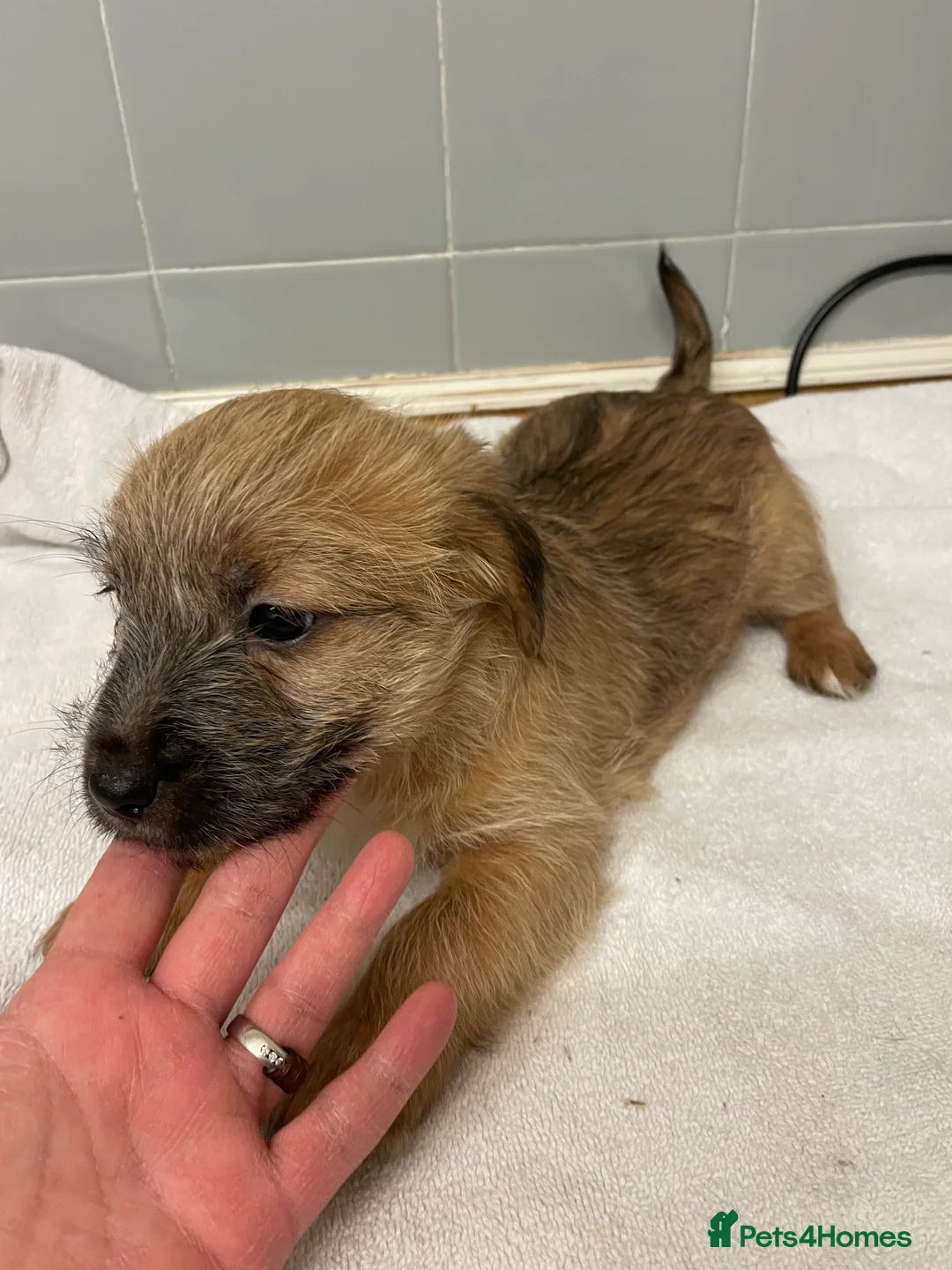 Jack Russell dogs for sale: Beautiful Jack Russell puppies  - Advert 13