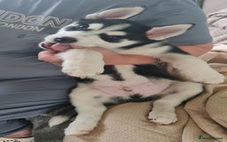 Siberian Husky dogs for sale: Siberian Husky for sale - Image 9