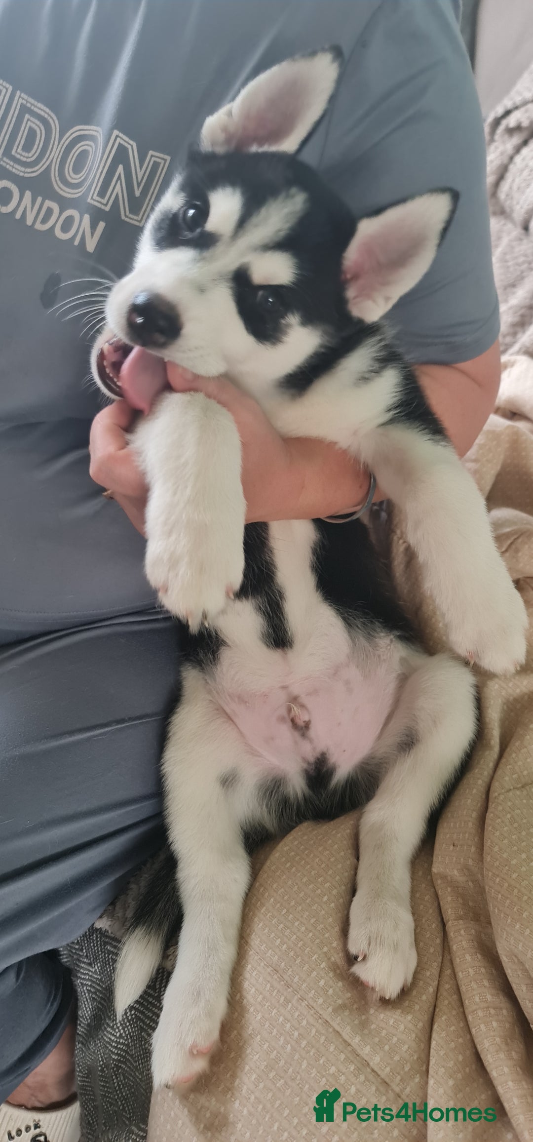 Siberian Husky dogs for sale: Siberian Husky for sale - Image 9