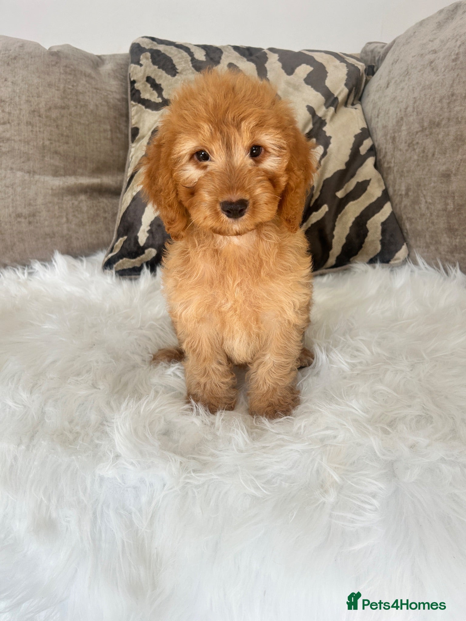 Cockapoo dogs F1 golden cockapoo puppies  - Advert 2