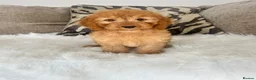 Cockapoo dogs for sale: F1 golden cockapoo puppies  - Advert 5