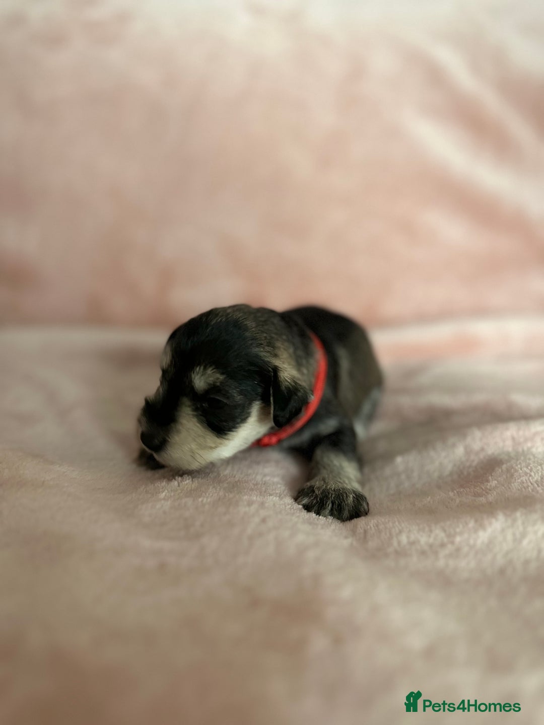 Miniature Schnauzer dogs for sale: OUTSTANDING CHAMPION LINES PUPPIES  - Advert 36