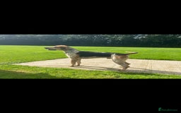 Mixed Breed dogs for sale: Foxhound/Lurcher Female Puppy - Image 12