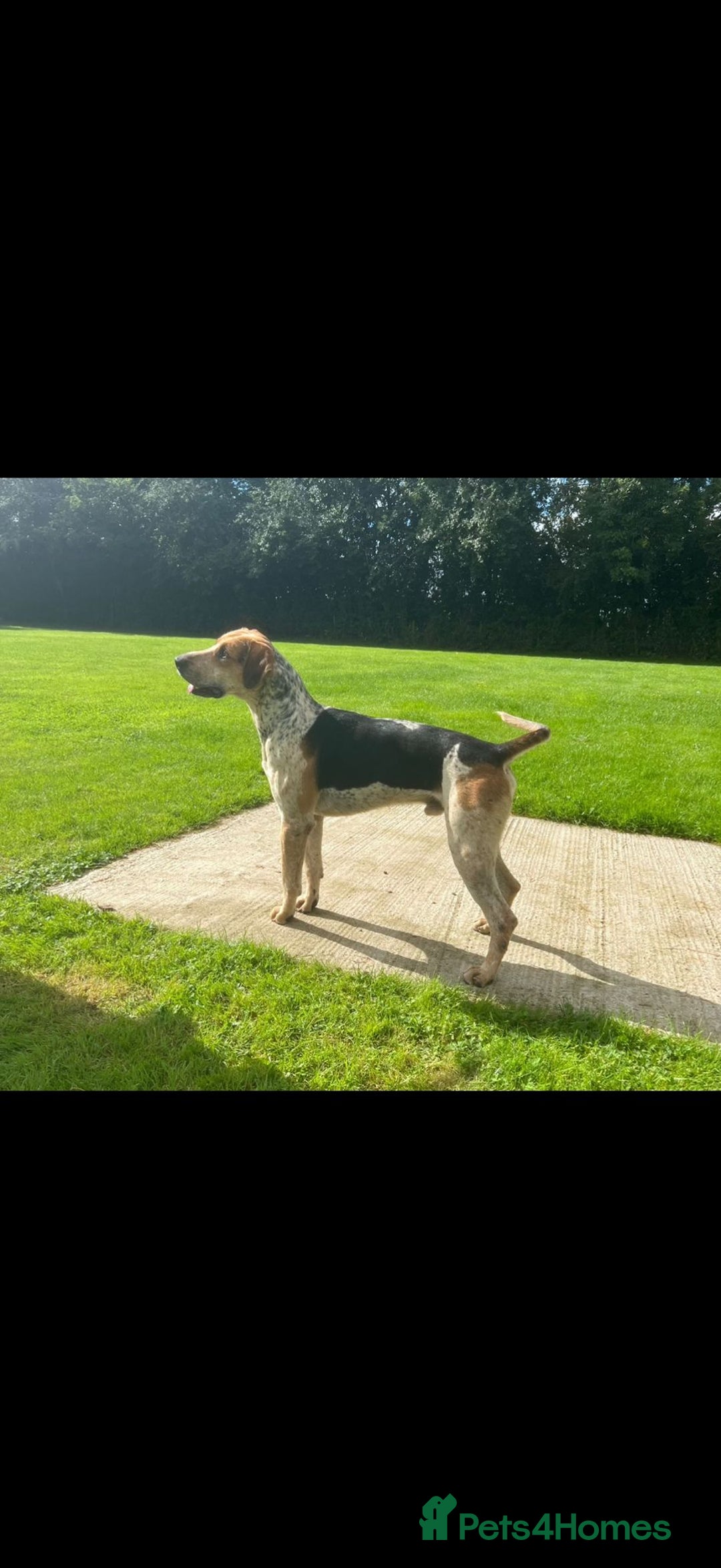 Mixed Breed dogs for sale: Foxhound/Lurcher Female Puppy - Image 12
