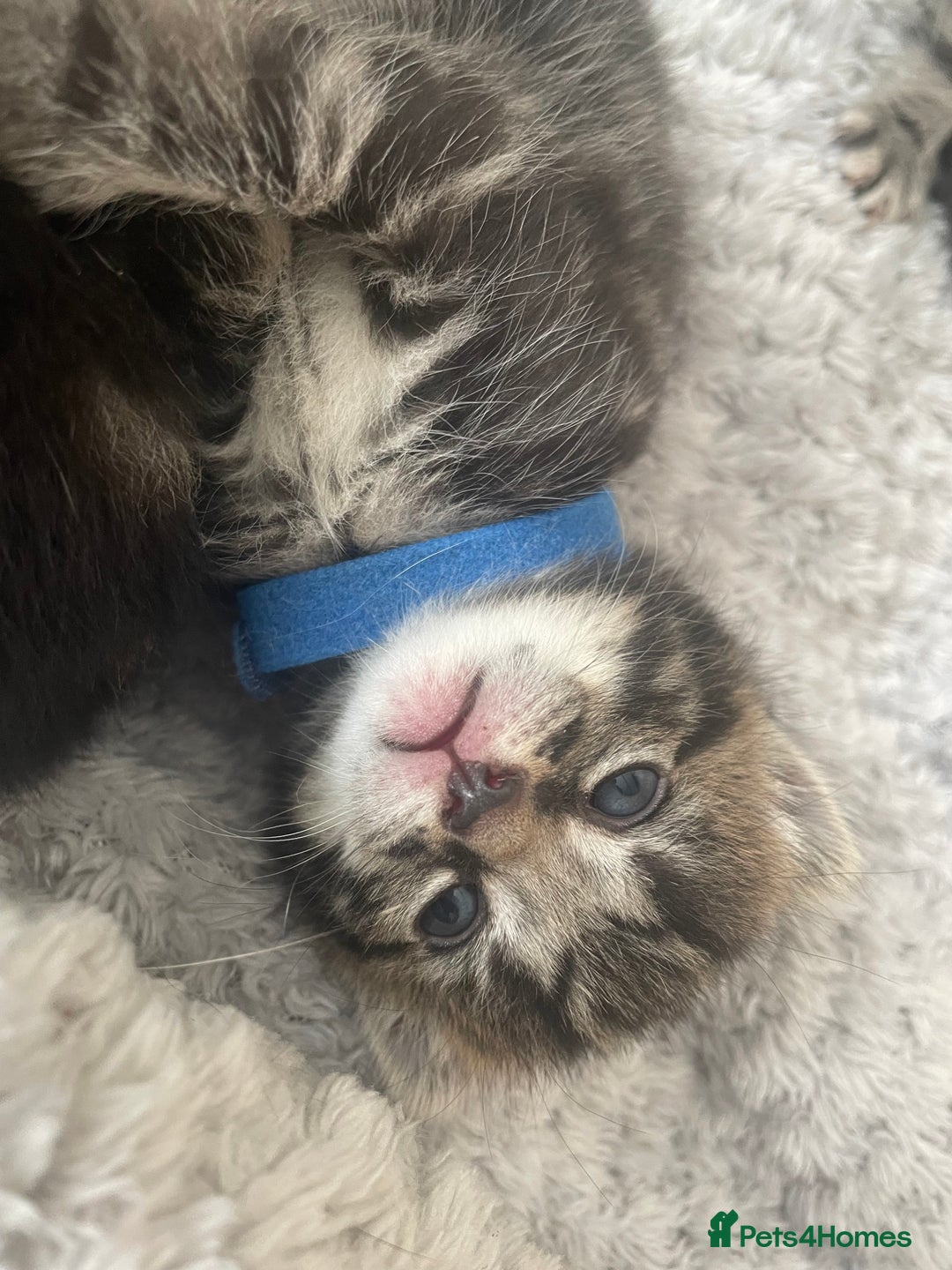Mixed Breed cats for sale: Kittens ready to reserve  - Image 6