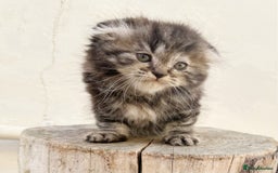 Scottish Fold cats for sale: REDUCED! QUICK SALE! Fluffy Scottish Straight ❤️  - Image 3