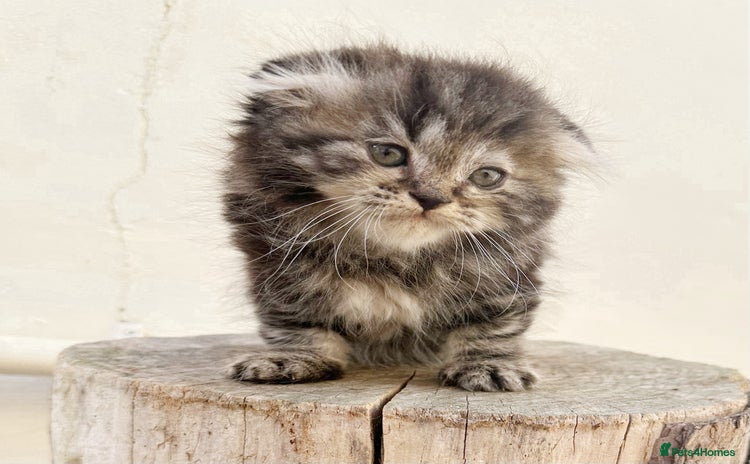 Scottish Fold cats - Advert 10