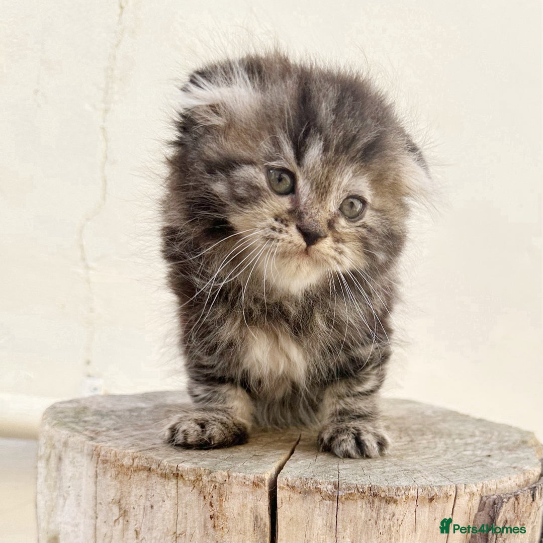 Scottish Fold cats for sale: REDUCED! QUICK SALE! Fluffy Scottish Straight ❤️  - Image 3