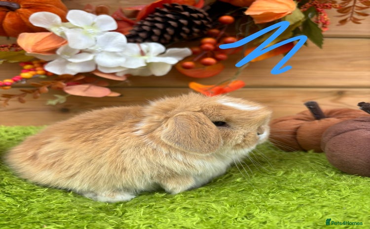 Mini Lop rabbits - Advert 15