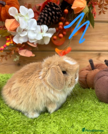 Mini Lop rabbits - Advert 6