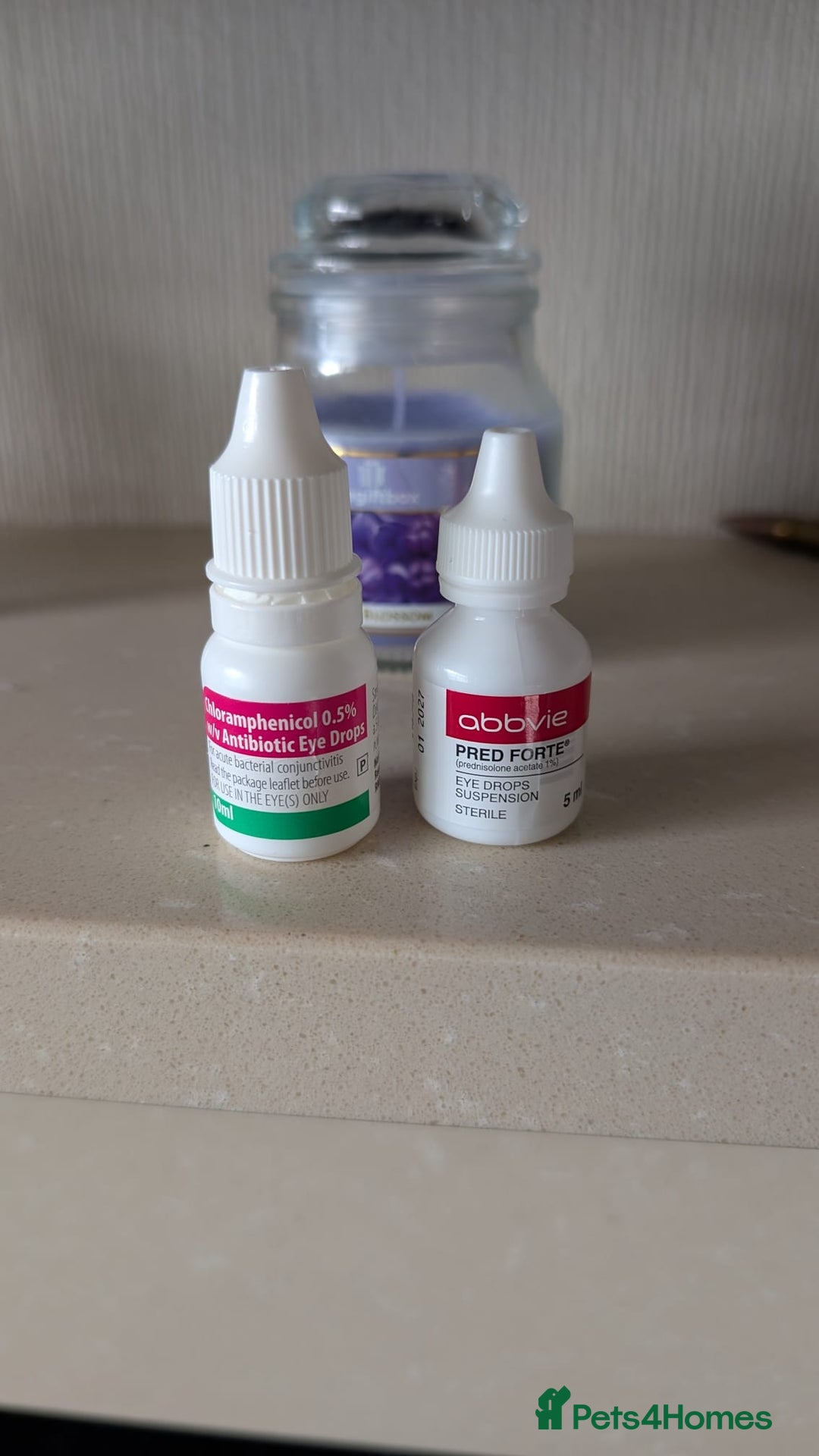 British Shorthair cats for sale: Little funny adorable girl  - Image 19