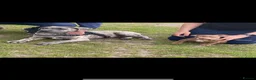 Cane Corso dogs for stud: Reverse Brindle Cane Corso Stud - Advert 5