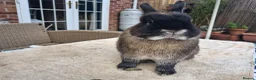 Netherland Dwarf rabbits for sale: Neutered Male Netherland Dwarf 1 year old - Wilf - Advert 18