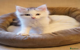 Persian cats for sale: Persian mix cross  - Image 5