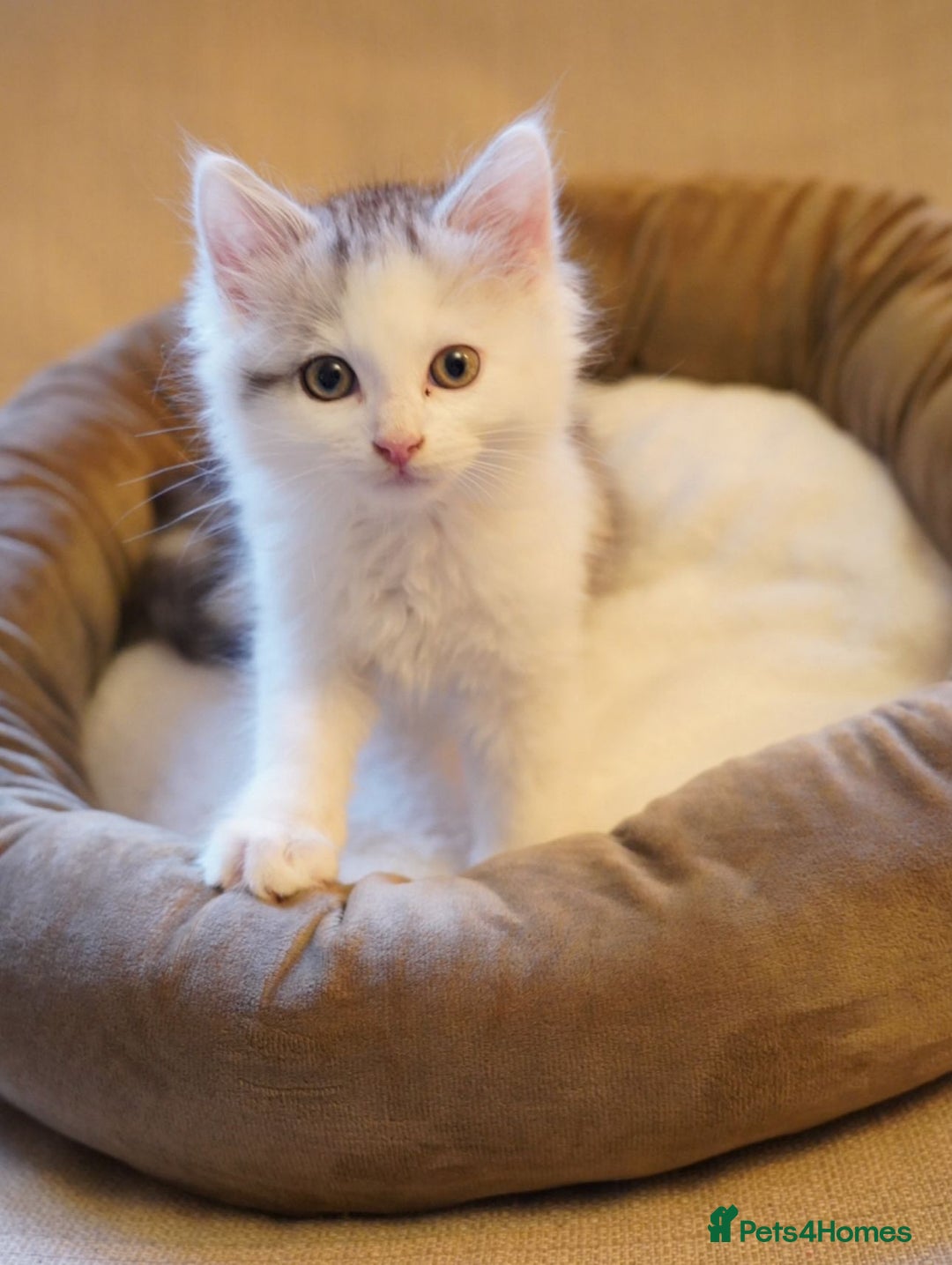 Persian cats for sale: Persian mix cross  - Image 5