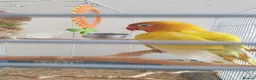 Lovebirds birds for sale: Female Lovebird Looking for Loving Home – SE26 - Advert 2