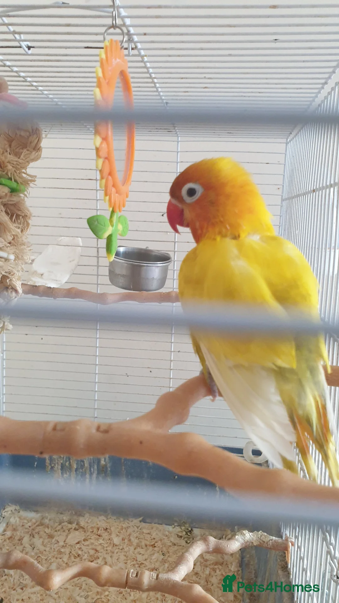 Lovebirds birds for sale: Female Lovebird Looking for Loving Home – SE26 - Advert 2