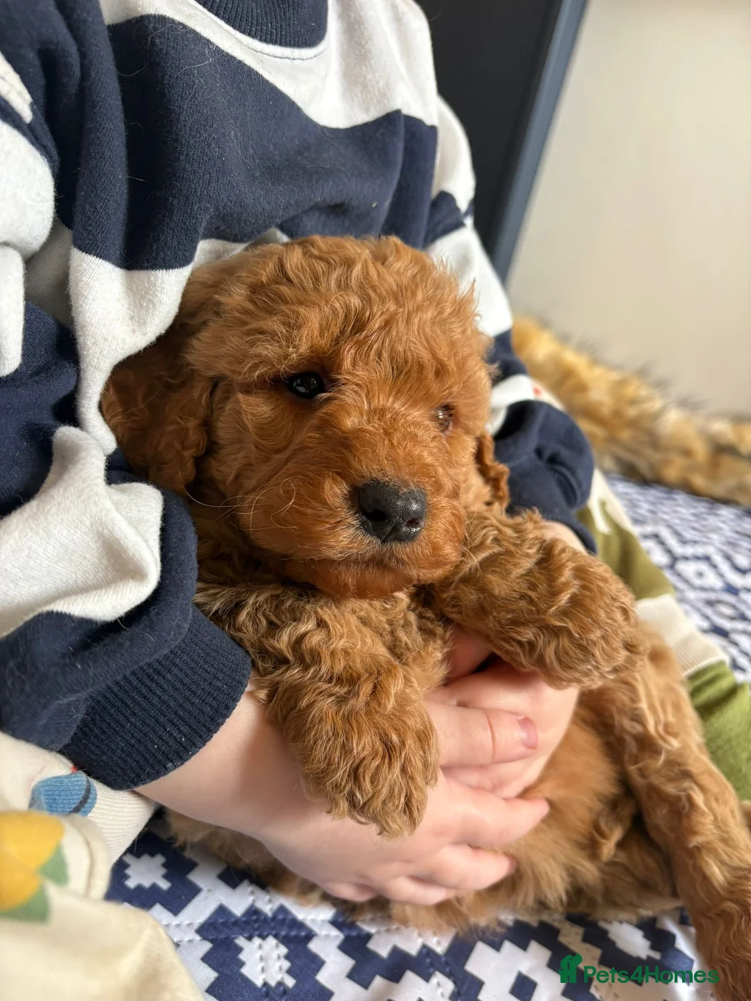 Labradoodle dogs for sale: Medium sized F1b Labradoodles  - Advert 1