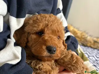 Labradoodle dogs Medium sized F1b Labradoodles - Advert 5