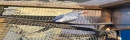 Ringnecks birds for sale: Indian Ringneck - Advert 6