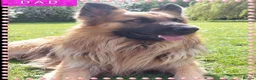 German Shepherd dogs for sale: Stunning babys - Advert 6