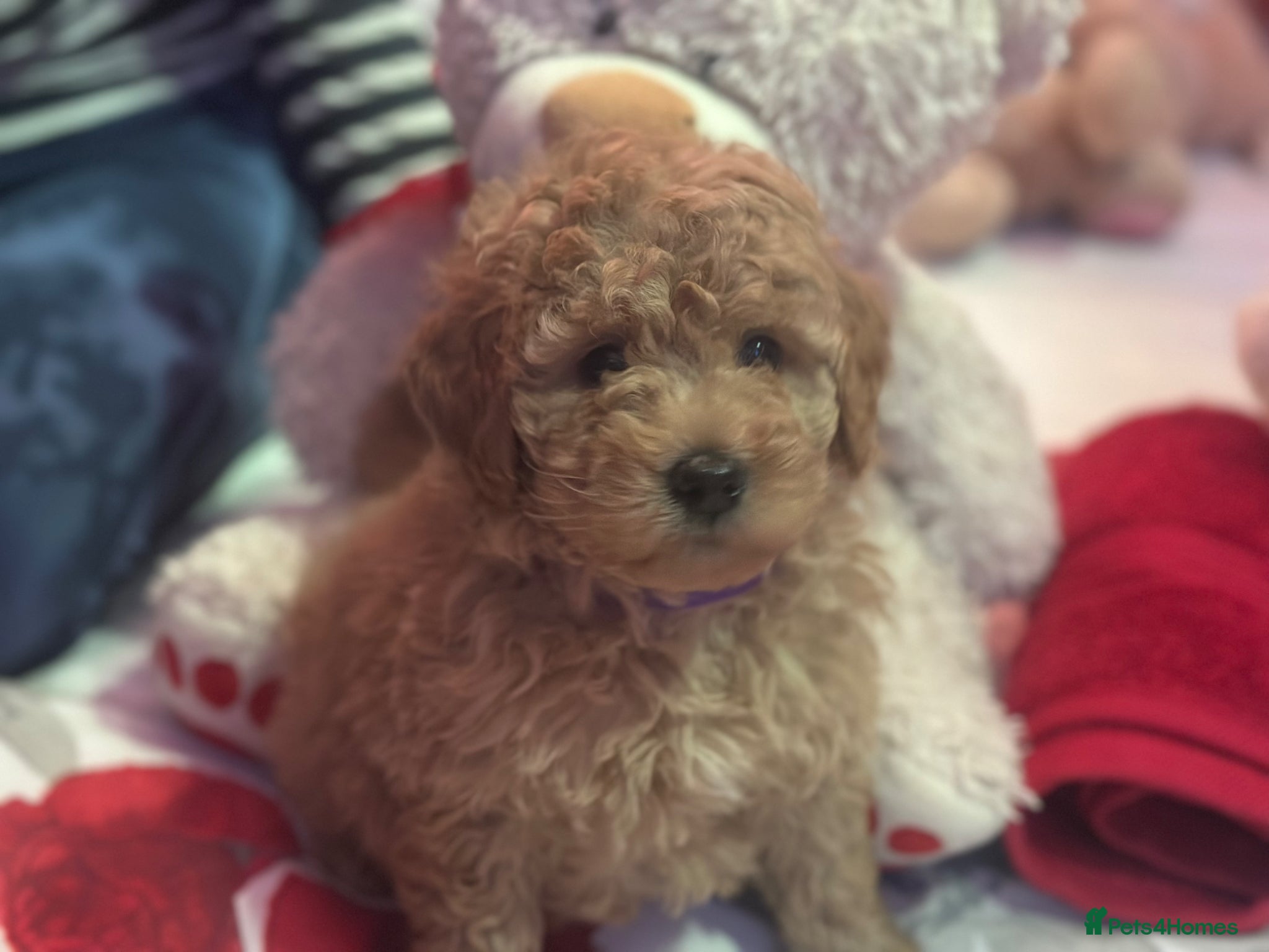 Goldendoodle dogs F1B MINI/MEDIUM GOLDENDOODLES 2 RESERVED - Advert 1