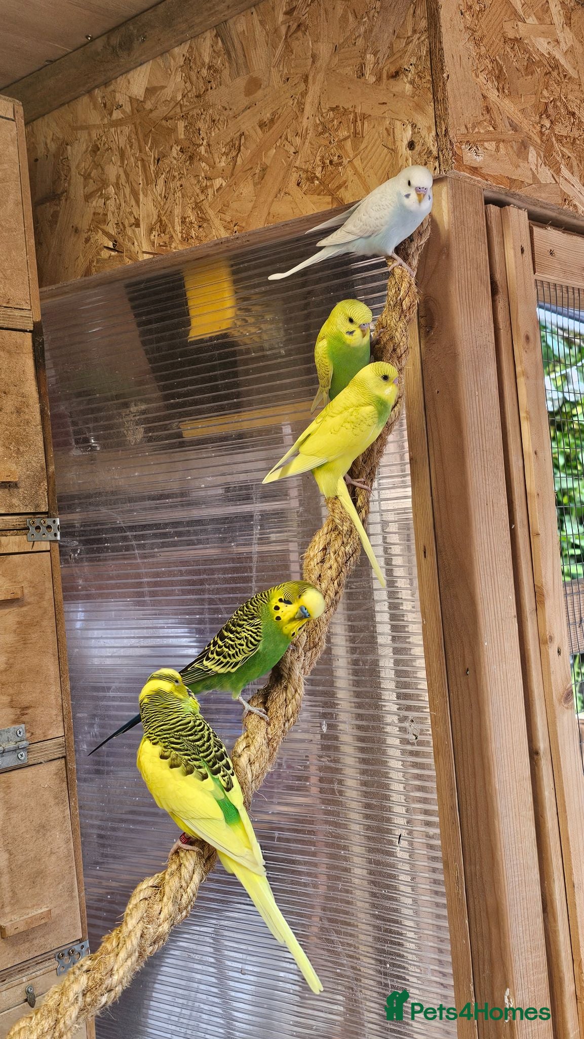 Budgerigars birds Budgies - Advert 1