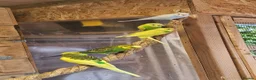 Budgerigars birds for sale: Budgies - Advert 1
