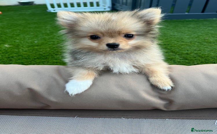 Pomeranian dogs - Advert 9