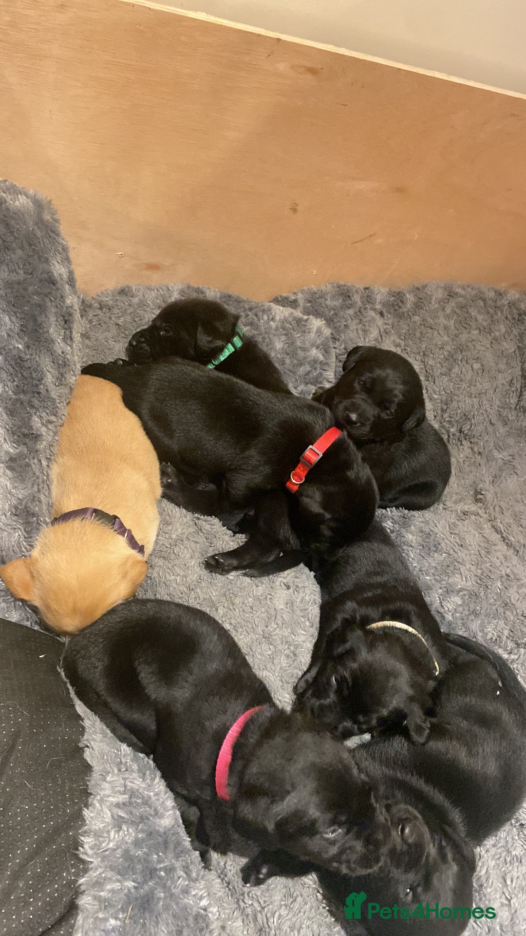 Labrador Retriever dogs for sale: Labrador Puppys ready for homes now - Advert 8