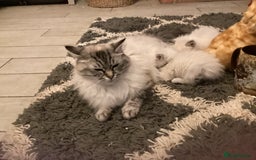 Ragdoll cats for sale: Ragdoll Kittens one girl one boy READY NOW  - Image 12