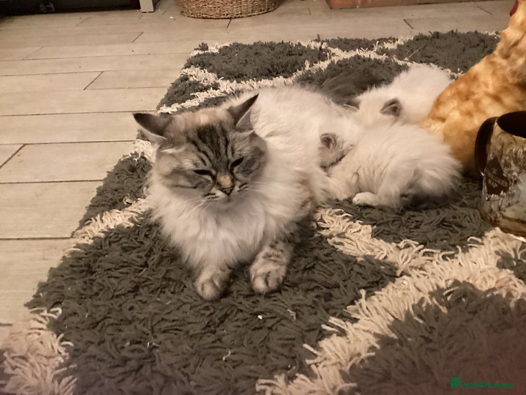 Ragdoll cats for sale: Ragdoll Kittens one girl one boy READY NOW  - Image 12
