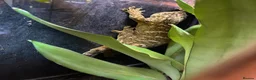 Gecko reptiles for sale: High Pink Leachie Gecko - Advert 3
