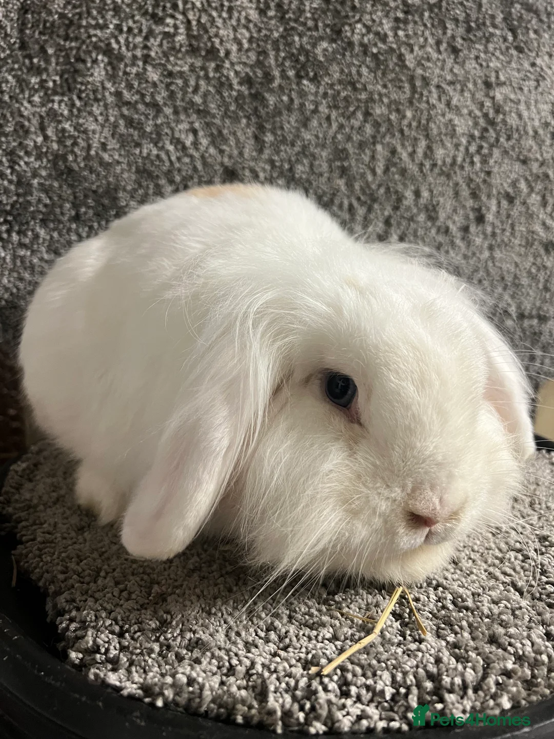Mini Lion Lop rabbits for sale: Mini lion lop babies - Advert 6