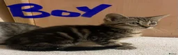 Mixed Breed cats for sale: Bengal cross kittens - Advert 16
