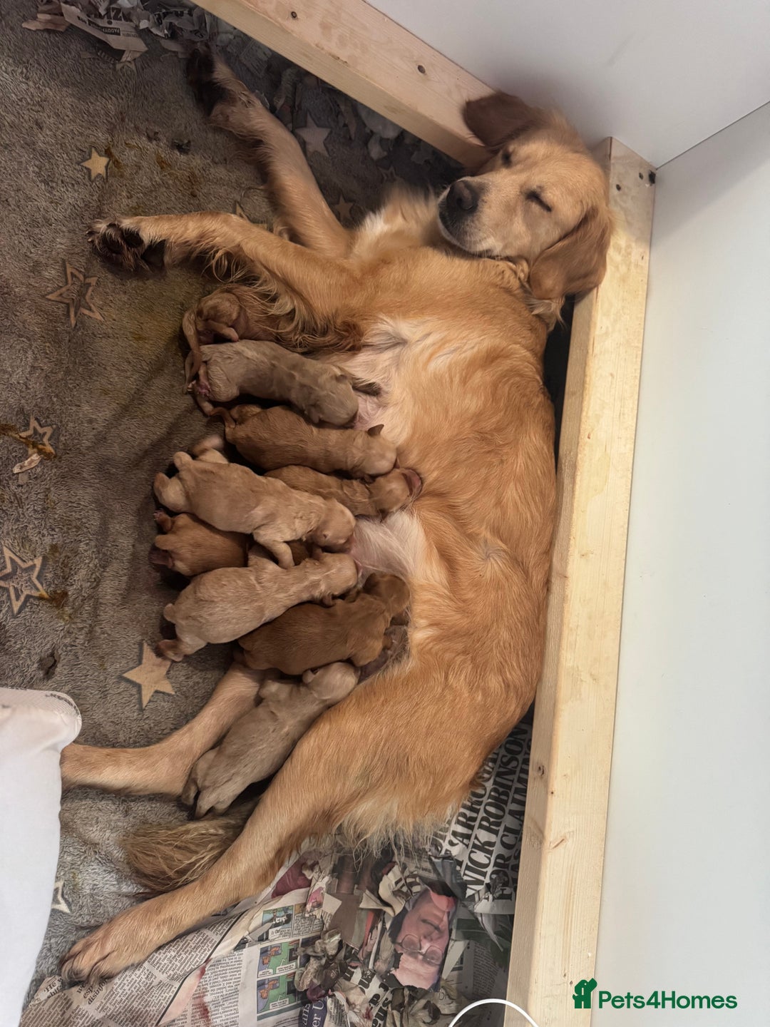 Goldendoodle dogs for sale: F1 mini Goldendoodles - Advert 2