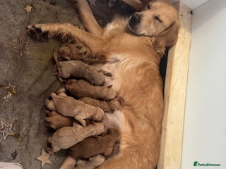 Goldendoodle dogs F1 mini Goldendoodles - Advert 1