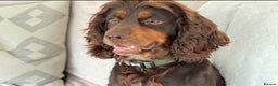 Cocker Spaniel dogs for stud: KC Tri-Coloured Choc&Tan Working Cocker Spaniel - Advert 1