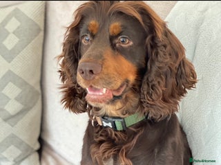 Cocker Spaniel dogs KC Tri-Coloured Choc&Tan Working Cocker Spaniel - Advert 1