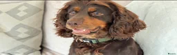 Cocker Spaniel dogs for stud: KC Tri-Coloured Choc&Tan Working Cocker Spaniel - Advert 1