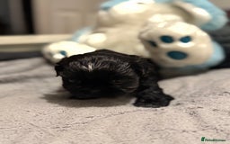 Shih Tzu dogs for sale: Shih Tzu  - Advert 7