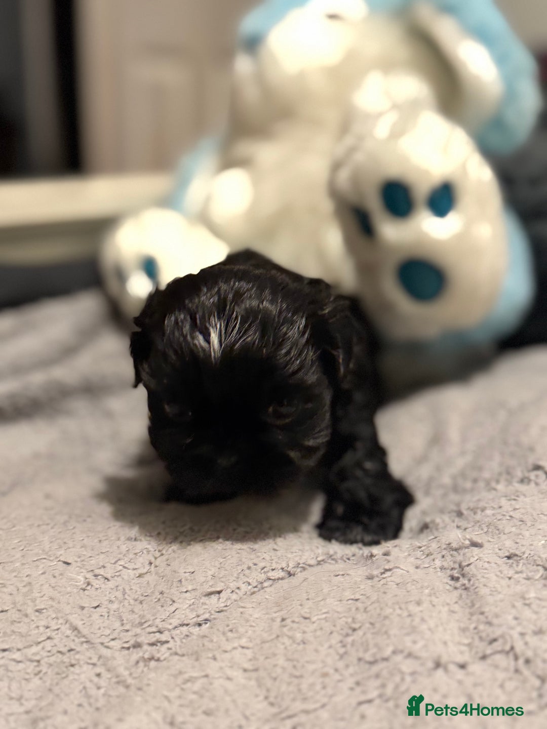 Shih Tzu dogs for sale: Shih Tzu  - Advert 7