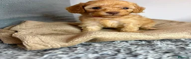 Cavapoo 6- Beige blanket
