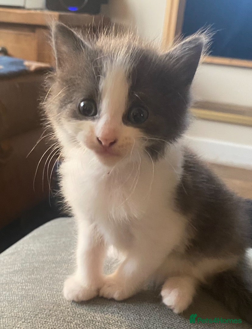 Ragdoll cats Ragdoll x kittens for sale - Advert 1