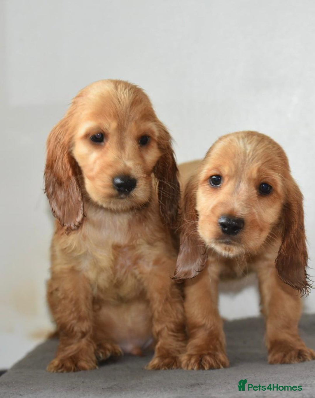 Cocker Spaniel dogs for sale: Show type Cocker Spaniels  - Image 1