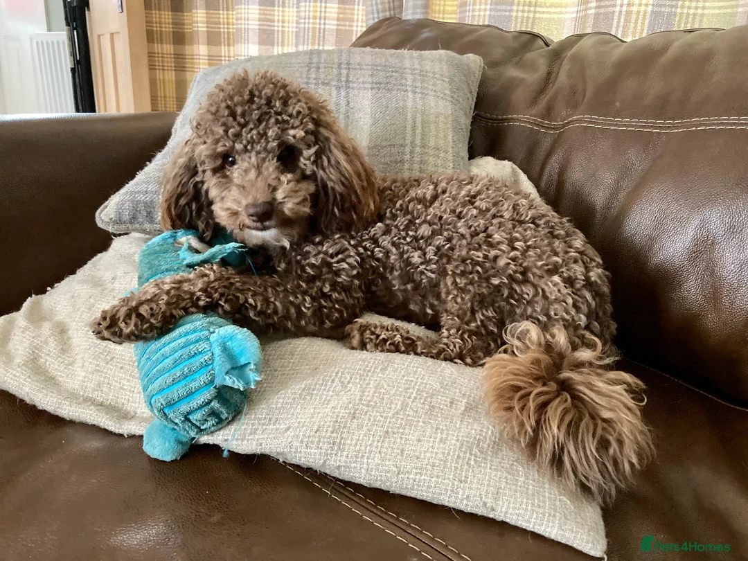 Poodle dogs for stud: Health tested KC chocolate Toy poodle stud  in Stevenage - Advert 3