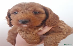 Cockapoo dogs for sale: Beautiful F1 red/golden cockapoo puppies - Image 2