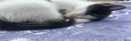 Mixed Breed cats for sale: 3 lovely little kittens  - Advert 4