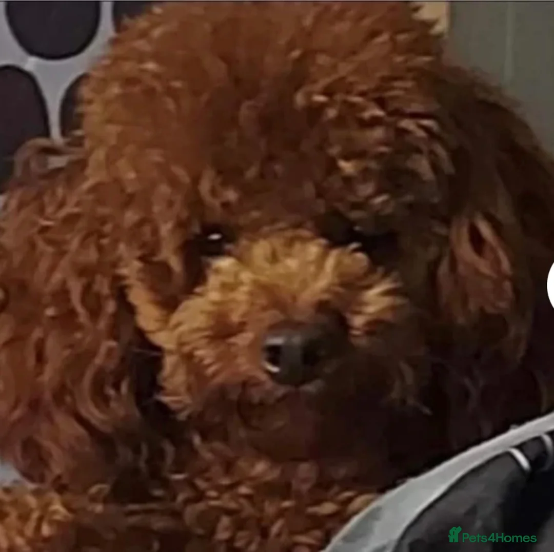 Poochon dogs for sale: Toy poochon pups chocolate and tan in Chorley - Advert 2